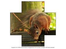 Formen-Eichhörnchen-Fotos-2.pdf